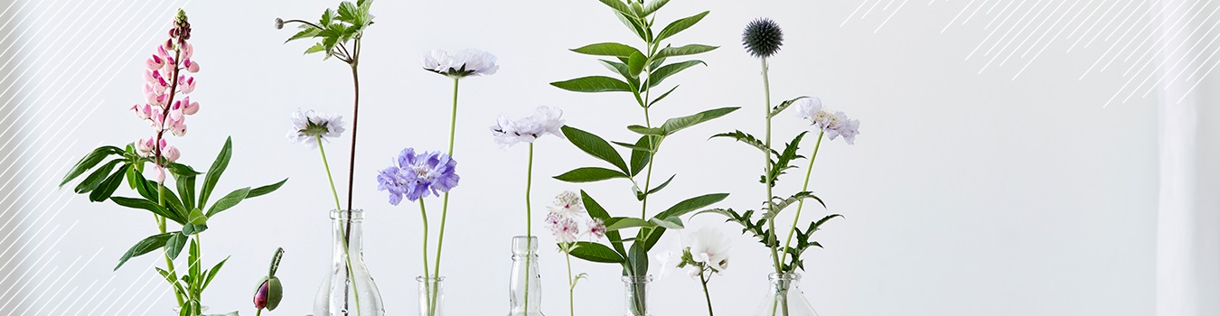 Bouquets of dried Flowers