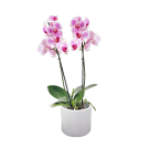 Coupe Double Orchidées