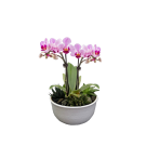 Coupe Orchidées et Succulentes