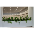 Remplissage bac client avec Zamioculcas (prix au mL)