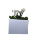 Bac de séparation Orchidées & Fougères