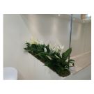 Remplissage bac client avec Spatiphyllum (prix au mL)