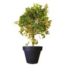 Citrus plant (height 200cm)