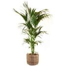 Wicker planter with kentia (height 200cm)