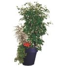 Planter with ficus arrangement (height 200cm)