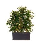 Plant divider with ficus