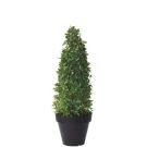 Pyramid-shaped Laurel tree (height 200cm)
