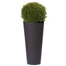 Boxwood ball (height 90cm)