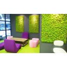 Moss wall (price per sq.m.)