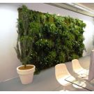 Green wall  (price per sq.m.)