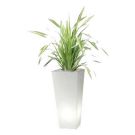 Square Light planter with phormium ( 40x40cm / height 90cm)