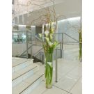 Calla lilies and Tortuosa bouquet (height 100 to 130cm)