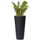 Zamioculcas (height 160cm)