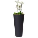 Planter with Orchid (height 110cm)