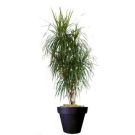 Dracaena Maginata (height 180cm)