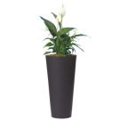 Spatiphylum (height 180cm)