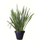 Potted Phormium (height 120cm)