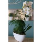 Orchid and Plants arrangement 