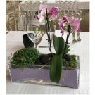 Orchid and Plants arrangement (rectangular)
