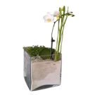 Orchid and Plants arrangement (square)