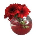 Centrepiece of red gerberas (diam 20cm)