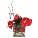 Bouquet of red Laceleaf (height 40 to 50cm)