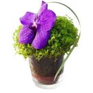 Centrepiece with Orchids and a Soleirolia globe (diam 20cm)