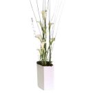 Bouquet of white calla lilies (height 80 to 100cm)