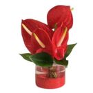 Red laceleaf centrepiece (diam 20cm)