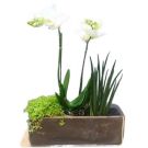 Orchid in ceramic pot