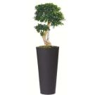 Bonsai ficus (height 150cm)