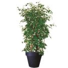 Planter with ficus (height 200cm)