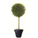 Planter with laurel ball tree (height 200cm)