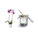 Orchid and jar of dried fruits (600g)